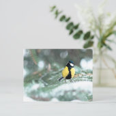 Blaue Chickadee auf grünem Spruce Postkarte (Stehend Vorderseite)