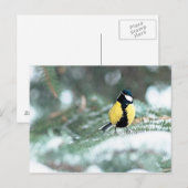Blaue Chickadee auf grünem Spruce Postkarte (Vorne/Hinten)