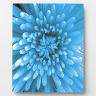 Blaue Chrysantheme Fotoplatte