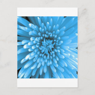 Blaue Chrysantheme Postkarte