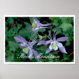 Blaue Columbine, Rocky Mountain National Park Poster