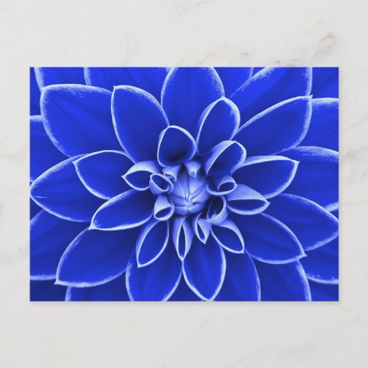 Blaue Dahlia-Blume Postkarte (Vorderseite)