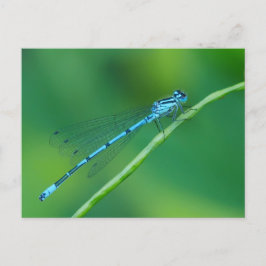 Blaue Damselfly-Postkarte Postkarte
