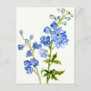 Blaue Delphine in Aquarellkartons Postkarte