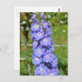 Blaue Delphinium-Blume Postkarte (Vorne/Hinten)