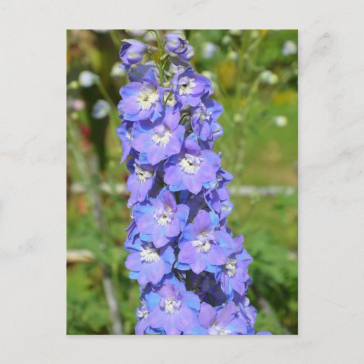 Blaue Delphinium-Blume Postkarte (Vorderseite)