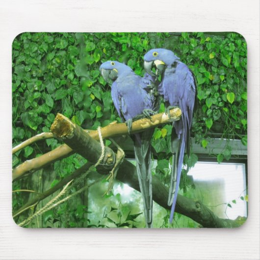 Blaue Doppelpapageien Mousepad (Vorne)