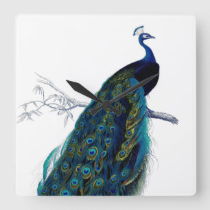 Blaue elegante bunte Pfau Vintage Quadratische Wanduhr