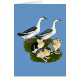 Blaue Elster-Entenfamilie