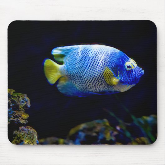 Blaue Engelfische, Fische, Unterwasser Mousepad (Vorne)