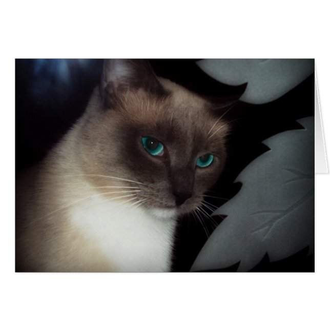 BLAUE EYE BELLA (Vorderseite (Horizontal))