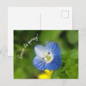 Blaue Feder - Postkarte (Vorne/Hinten)