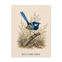 Blaue-Feenzaunkler-Postkarte | Bush Edition