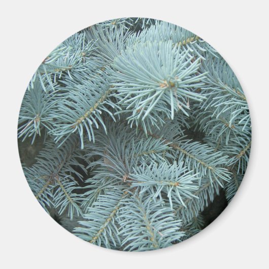 Blaue Fichtenimmergrün Magnet (Vorne)