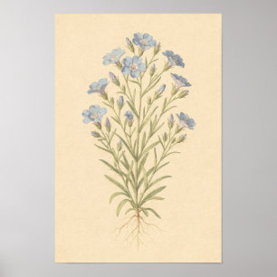 Blaue Flachs-Botanik-Studie 12 × 18 Poster