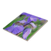 Blaue Flagge Iris Blume Natur Fliese (Seite)