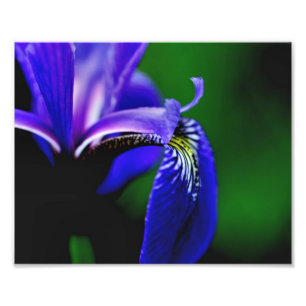 Blaue Flagge Iris Blume Petal 8x10 Nah hoch Fotodruck