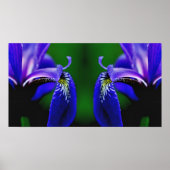 Blaue Flagge Iris Blume Petal Mirror Abstrakt Poster (Vorne)
