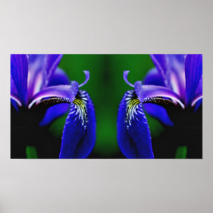 Blaue Flagge Iris Blume Petal Mirror Abstrakt Poster