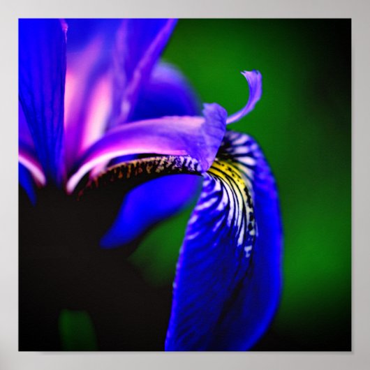Blaue Flagge Iris Blume Petal Nah Poster (Vorne)