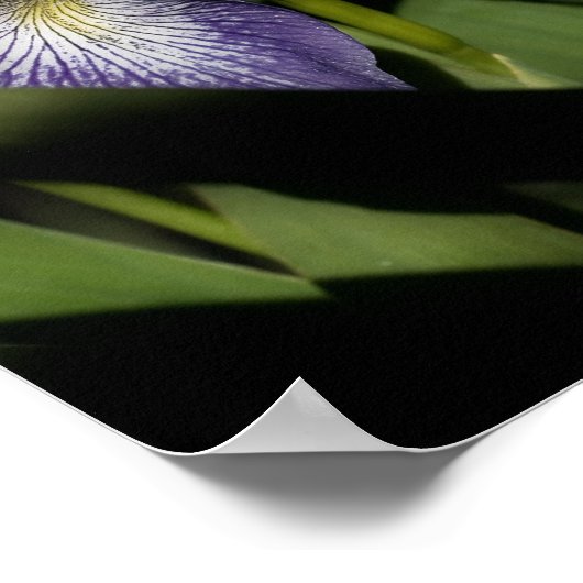 Blaue Flagge Iris-Blume Poster (Ecke)