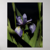Blaue Flagge Iris-Blume Poster (Vorne)