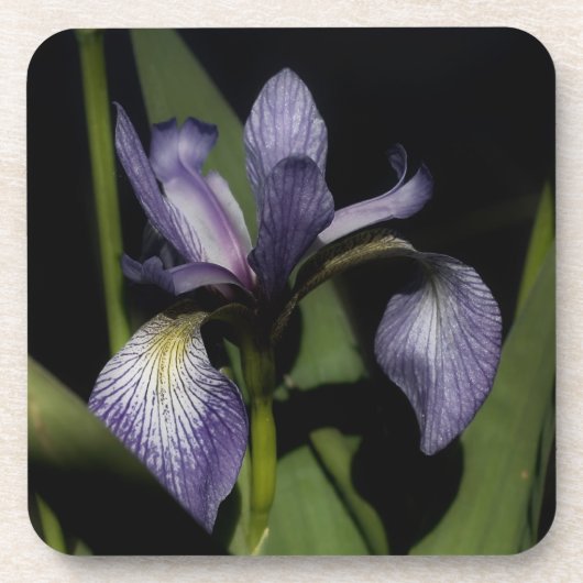Blaue Flagge Iris-Blume Untersetzer (Vorderseite)
