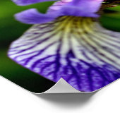 Blaue Flagge Iris Raindrops Floral Poster (Ecke)