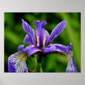 Blaue Flagge Iris Raindrops Floral Poster (Vorne)