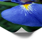 Blaue Flagge Schönheit Poster (Ecke)