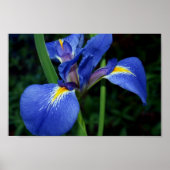 Blaue Flagge Schönheit Poster (Vorne)