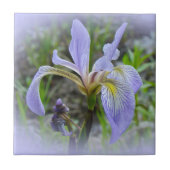 Blaue Flagge - Wild Iris Fliese (Vorderseite)
