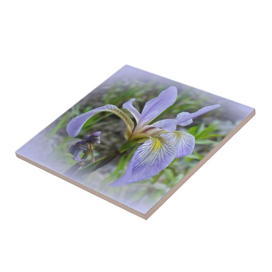 Blaue Flagge - Wild Iris Fliese (Seite)