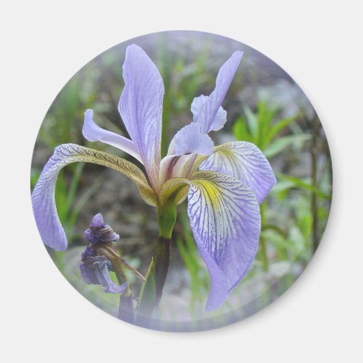 Blaue Flagge - Wild Iris Magnet (Vorne)