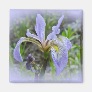 Blaue Flagge - Wild Iris Magnet
