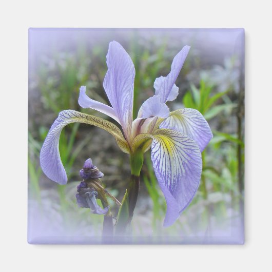 Blaue Flagge - Wild Iris Magnet (Vorne)
