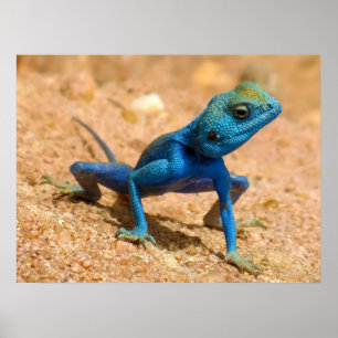 Blaue Frau Agama Sinaita Lizard auf dem Sand Poster