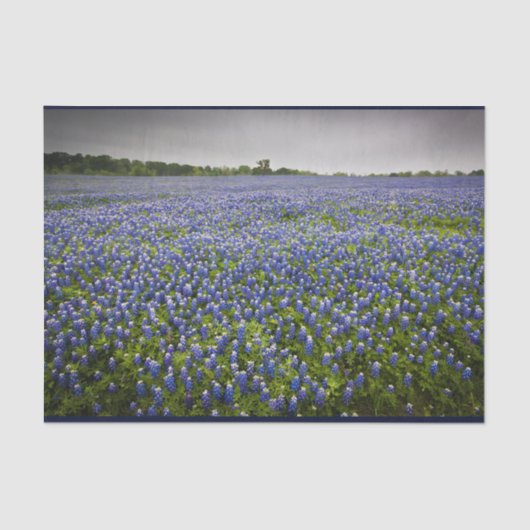 Blaue Frühlingbluebonnet-Feld-Texas-Staats-Blume Seidenpapier (Vorderseite)