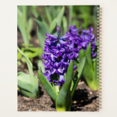 Blaue Geocinth im Frühling Planer (Rückseite)