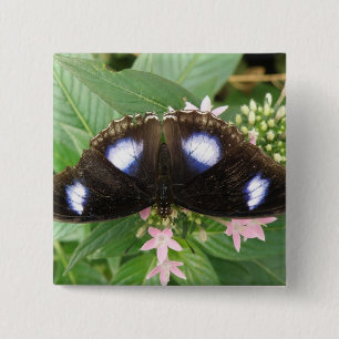 Blaue Gepunktete Schmetterlingstaste Button