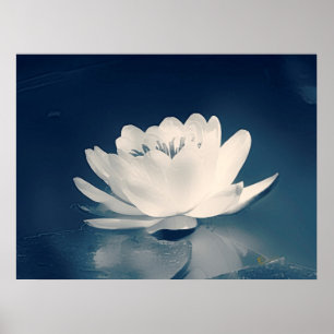 Blaue getonte Lotos-Blume Poster