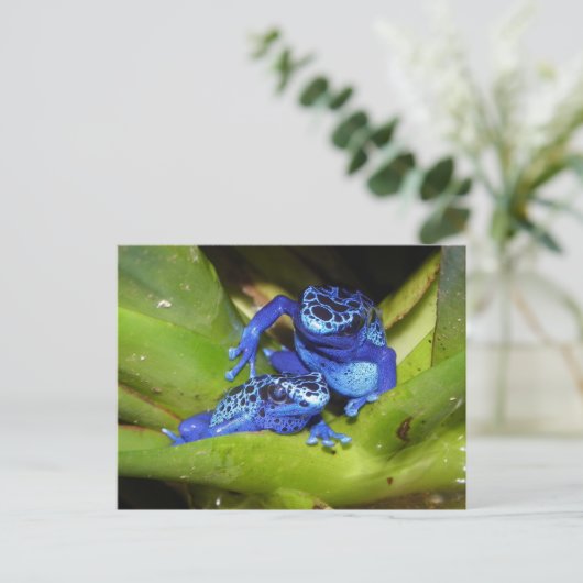 Blaue Giftfrösche im Leaf 1 Postkarte (Stehend Vorderseite)