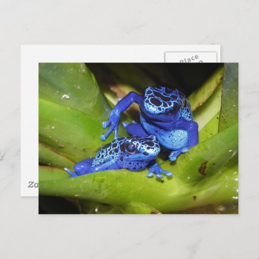 Blaue Giftfrösche im Leaf 1 Postkarte (Vorne/Hinten)