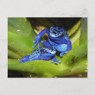 Blaue Giftfrösche im Leaf 1 Postkarte