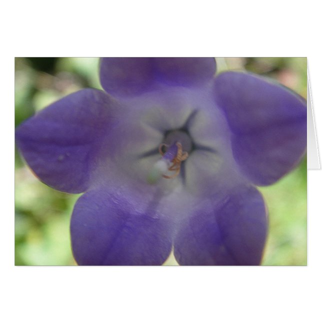 Blaue Glockenblume, Grusskarte (Vorderseite (Horizontal))