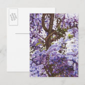 Blaue Glyzinien 2011 Postkarte (Vorne/Hinten)