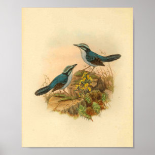 Blaue Grau-Todopsis-Zaunkönig-Vogel Vintage-Druck Poster