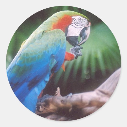 BLAUE GREEN PARROT RUNDER AUFKLEBER (Vorderseite)