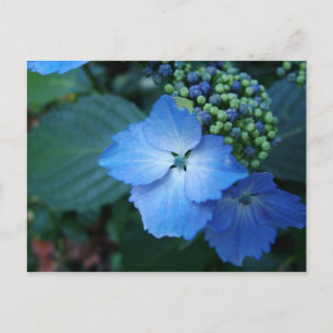 Blaue großblättrige Hortensienblüten Postkarte