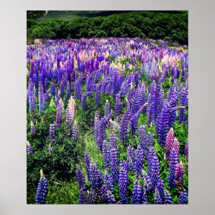 Blaue Hauben Blaue Blumen Texas Texanisches Blumen Poster